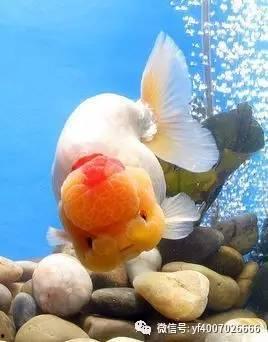 天津王者娱乐金鱼,探寻津门水族文化新风尚